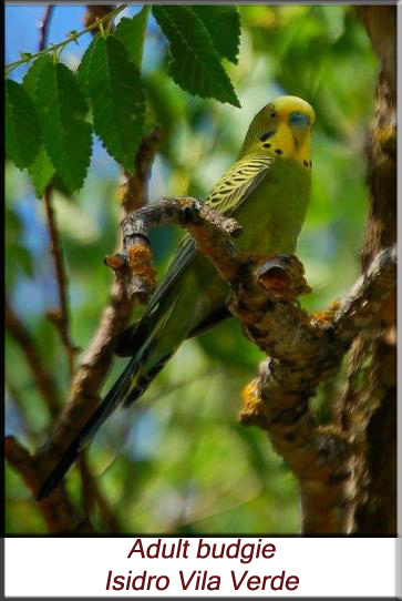 Adult budgie